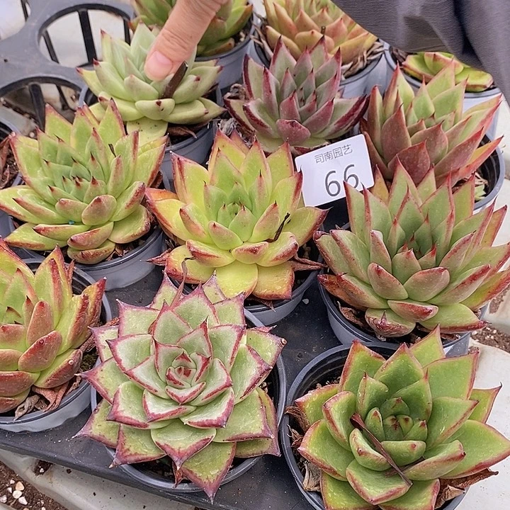 66 多肉植物盆栽花卉