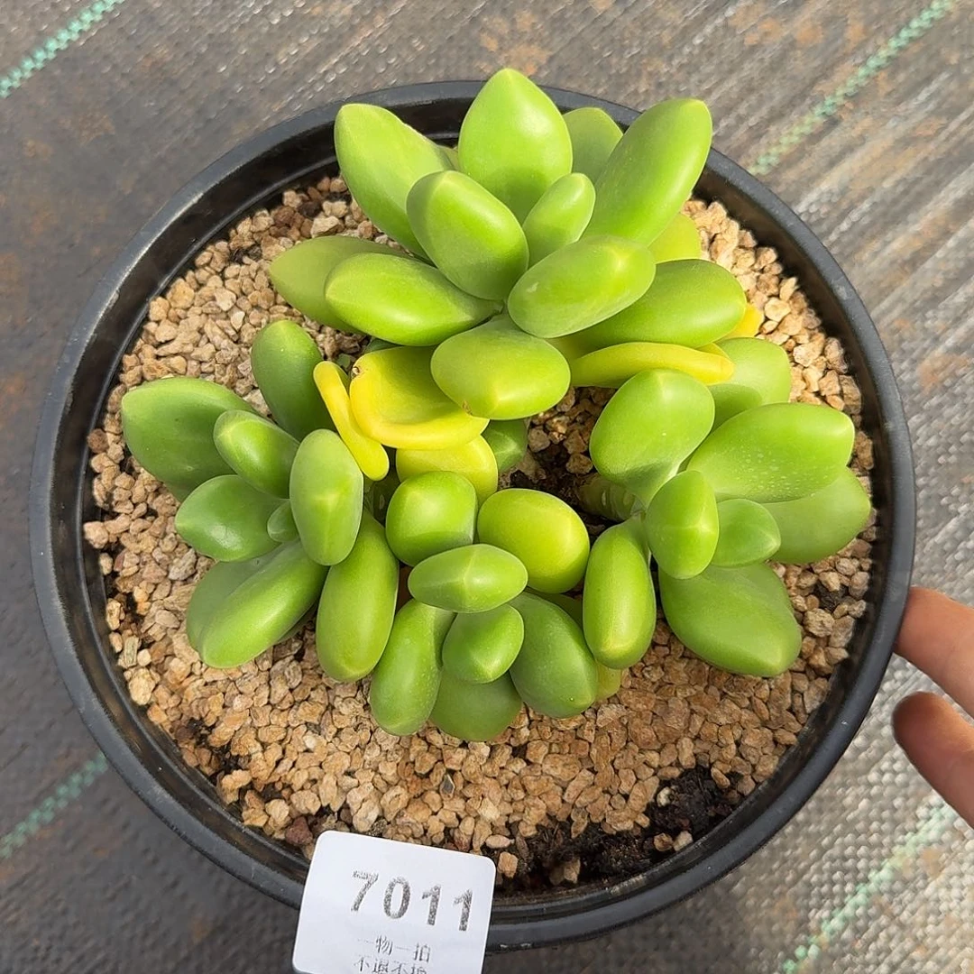 ****子7011号芒果奶多肉
