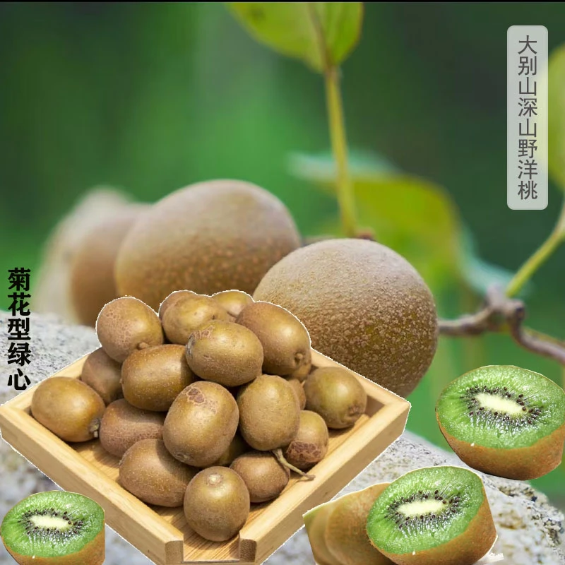 大别山野生新鲜猕猴桃高山自然熟甜度高富含维C水果4.5斤