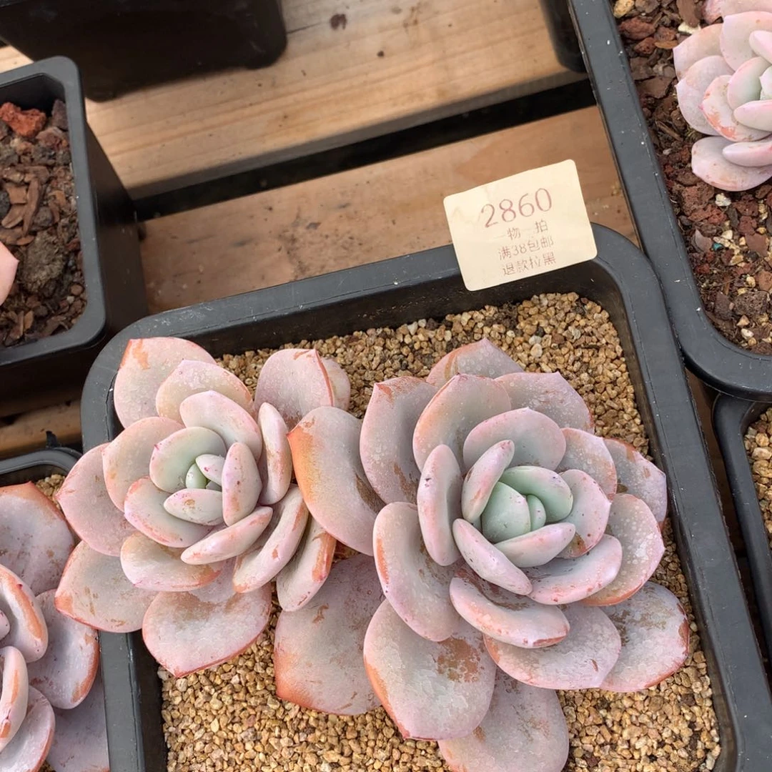 17厘米双头老桩奶茶2860