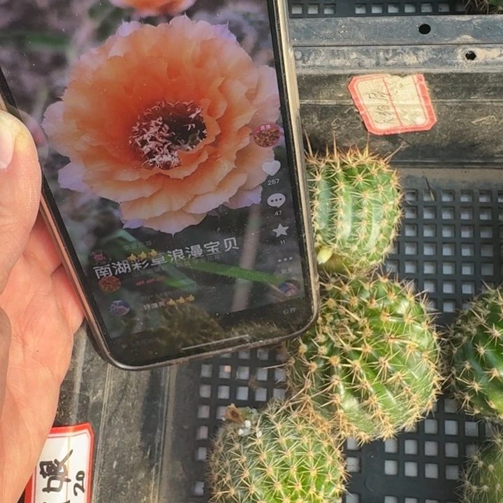 214彩草浪漫宝贝歪无根侧牙4公分左右