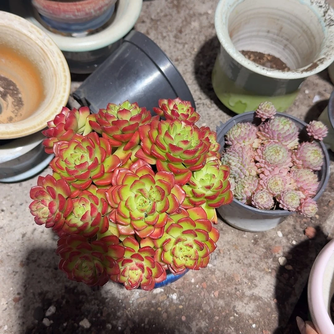 早***宝火焰迪亚带盆多肉