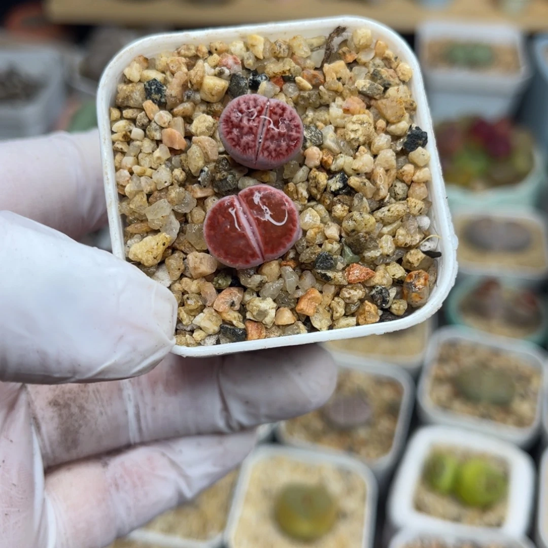 多肉植物一物一拍128