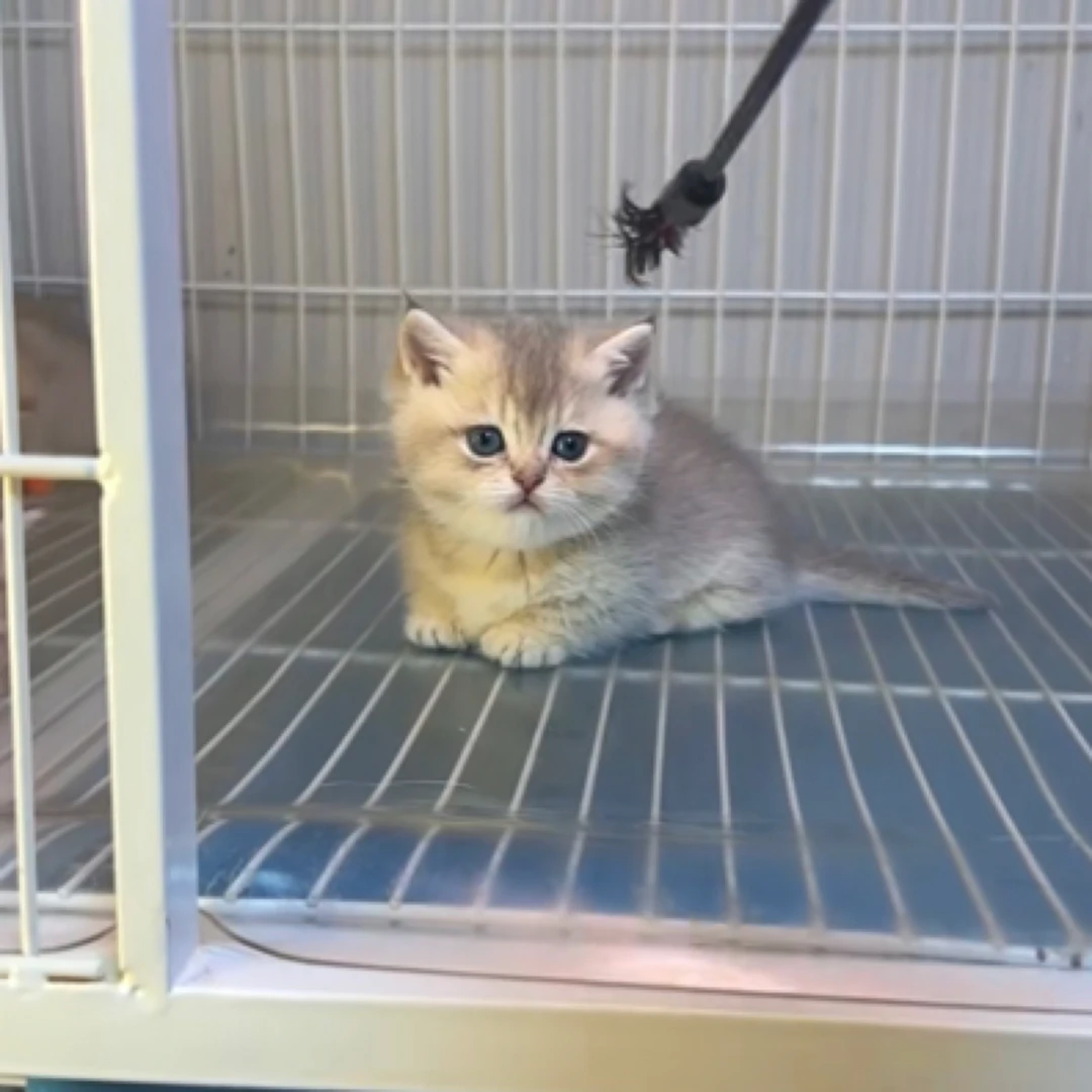 蓝金渐层矮脚妹妹曼基康宠物猫咪