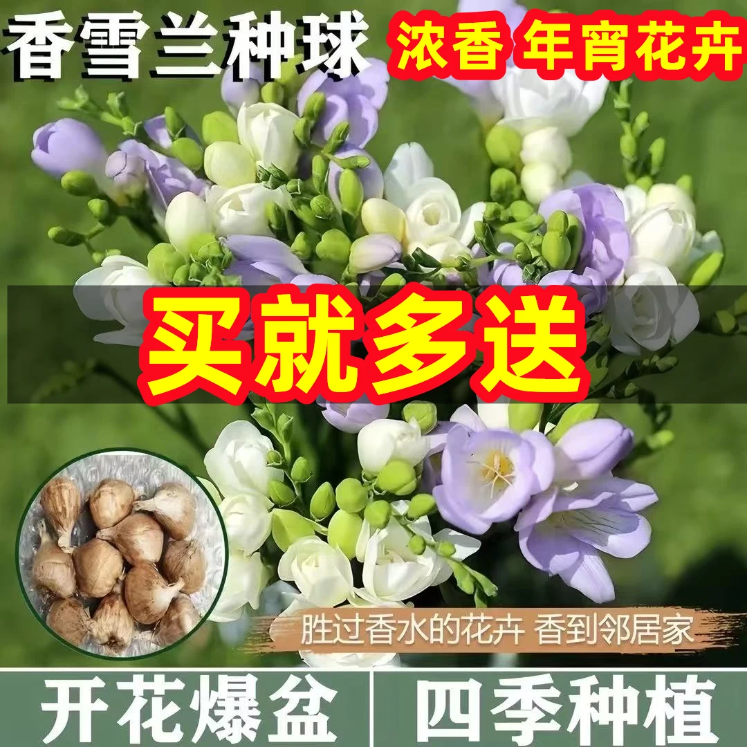 【年宵花卉】香雪兰浓香型四季开花好养花期长室内外花卉盆栽绿植