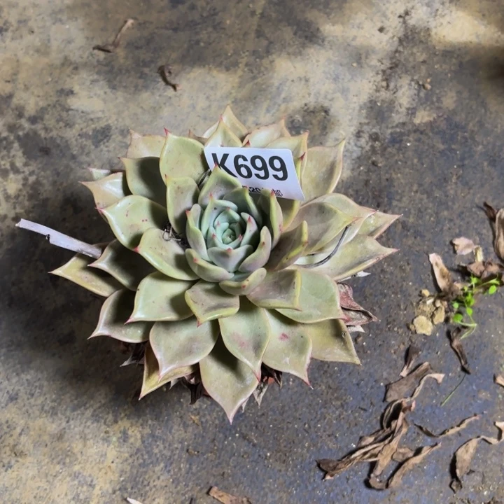 瑞妈。。。。。。。699多肉