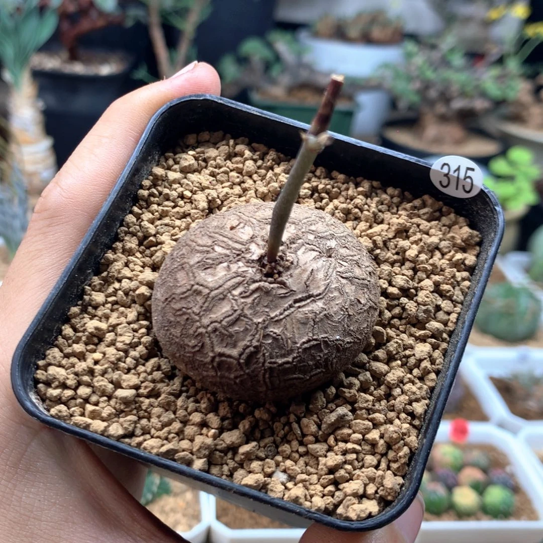 南非龟甲龙带盆发货315