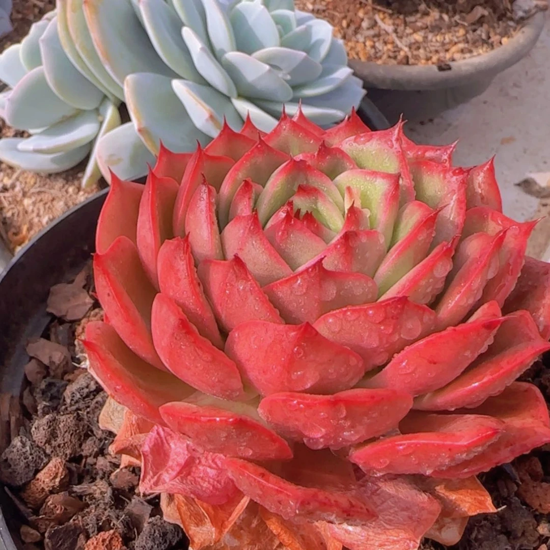 【闪购商品】小星巴克锦