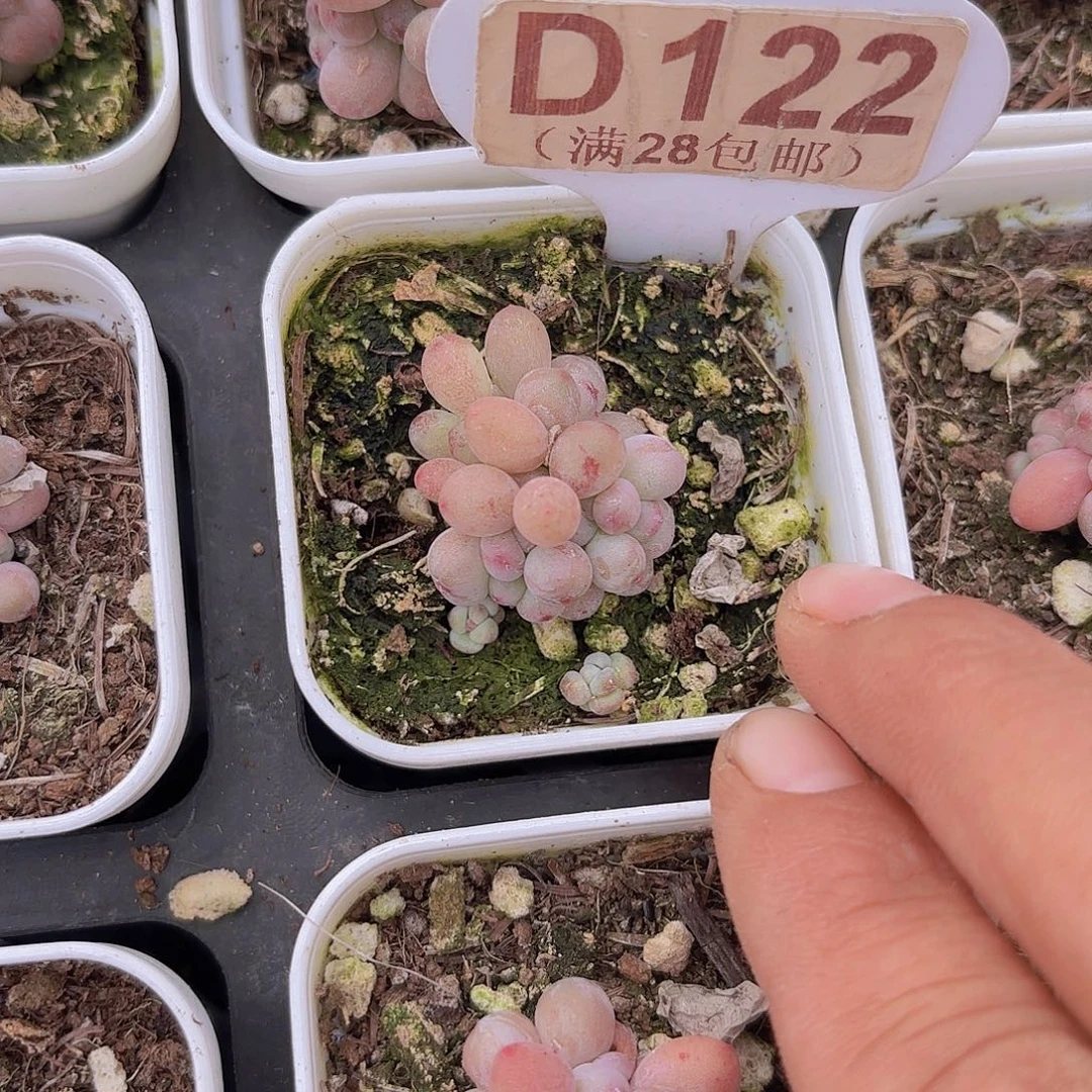 D122萤火虫奶酪一物一拍