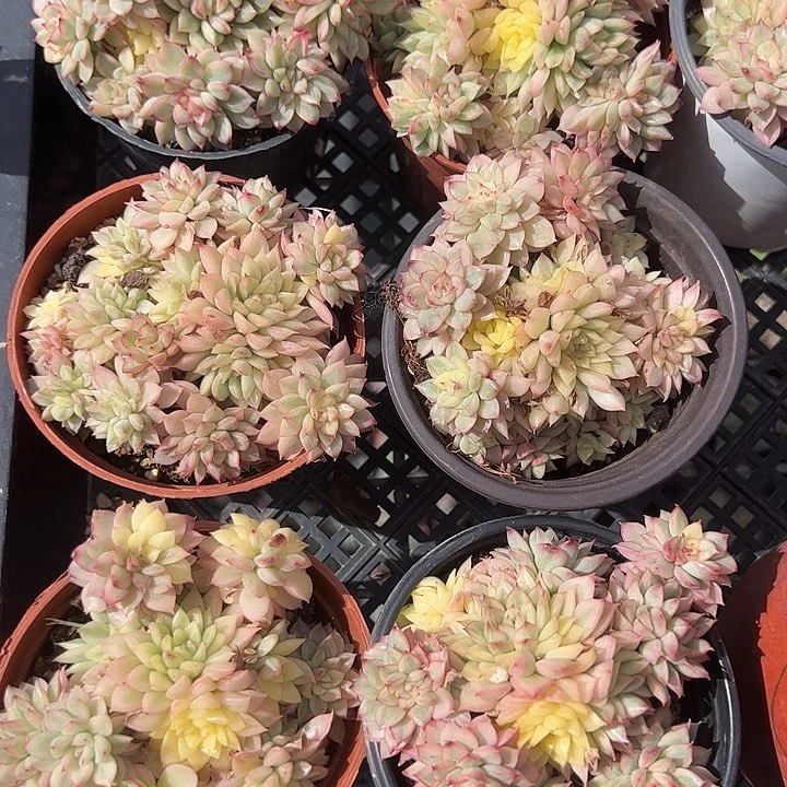 女雏锦多肉植物精品