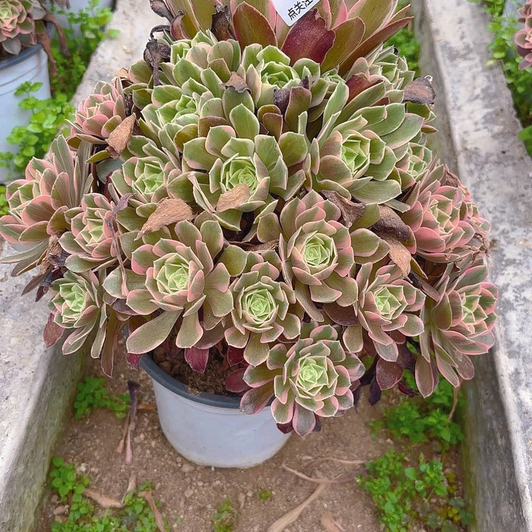 女妖多肉植物五号814