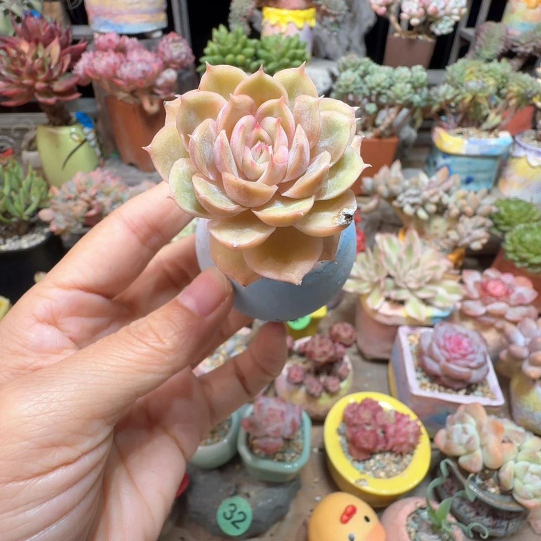 昂斯诺 多肉含盆土 一物一拍