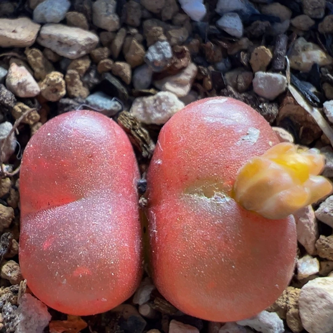 初***香61多肉植物百科植物