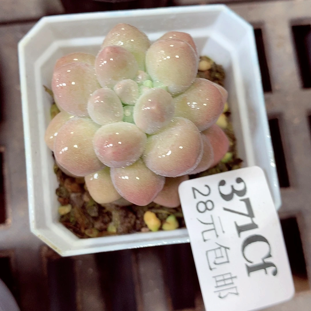 5厘米盆精控多肉371