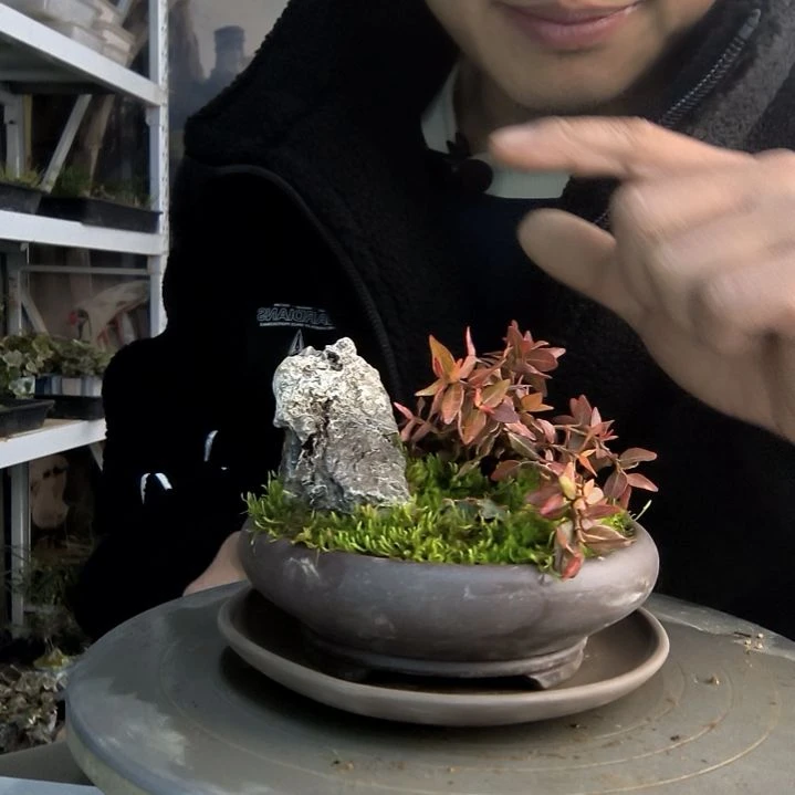 ?**野小盆景小植物一物一拍1