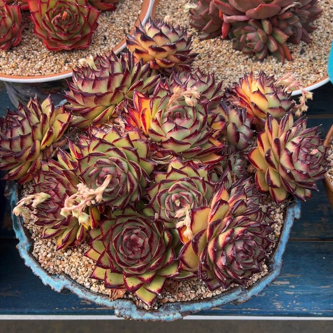 从前慢多肉精选编号0417.维罗尼卡