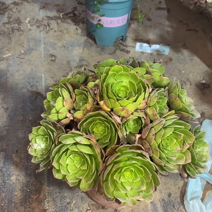 万拉丝多肉植物36