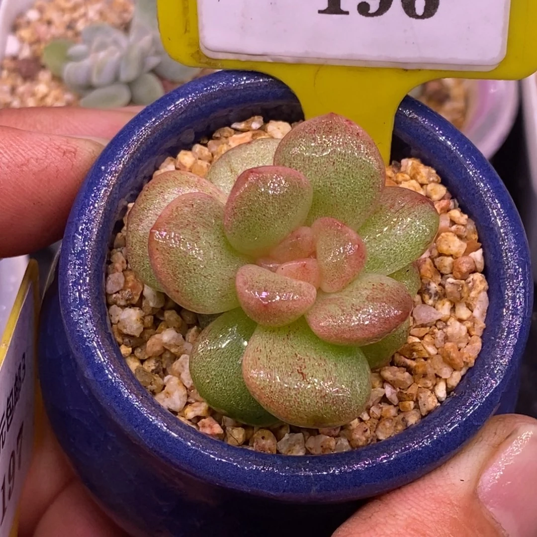 3196冰玉石化糖心锦，