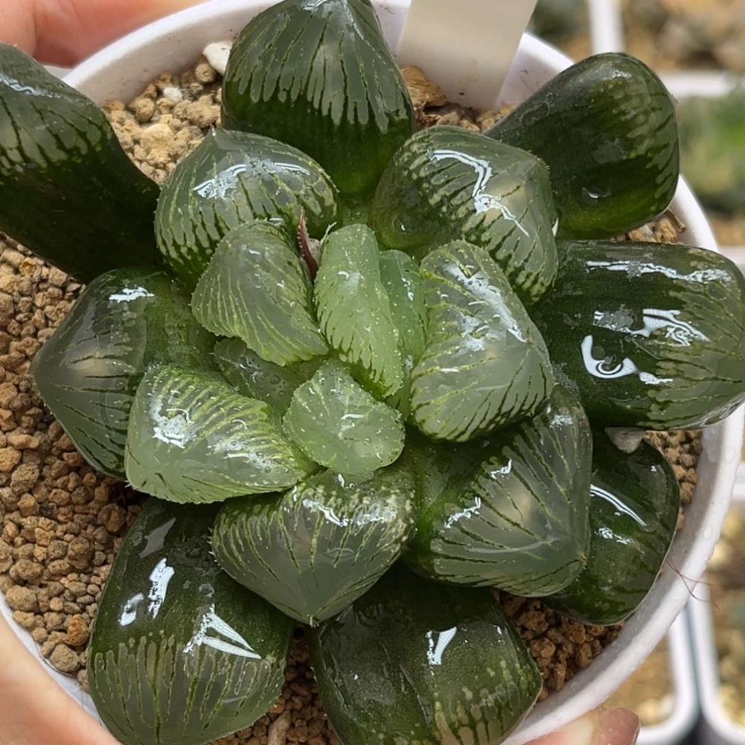 98巨峰糯玉露腹肌专场