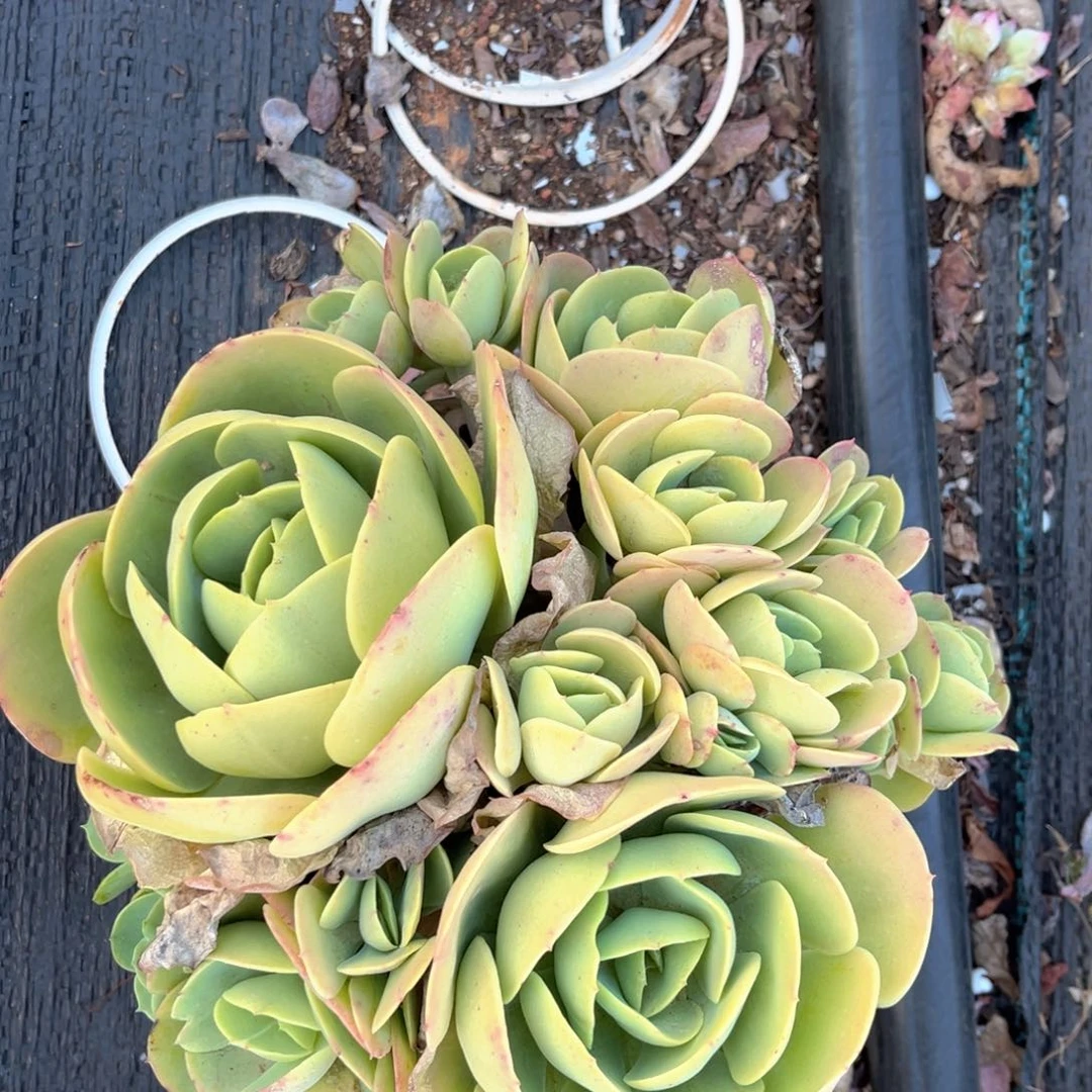 碧桃一颗脱土开疆扩土