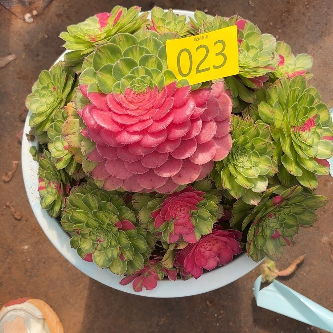 哈哈多肉葡萄知否023