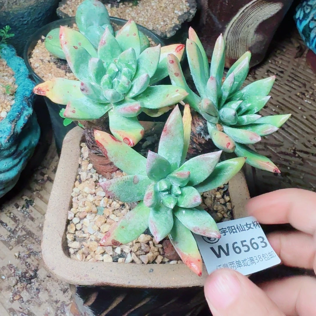 6563绿苹果仙女杯多肉
