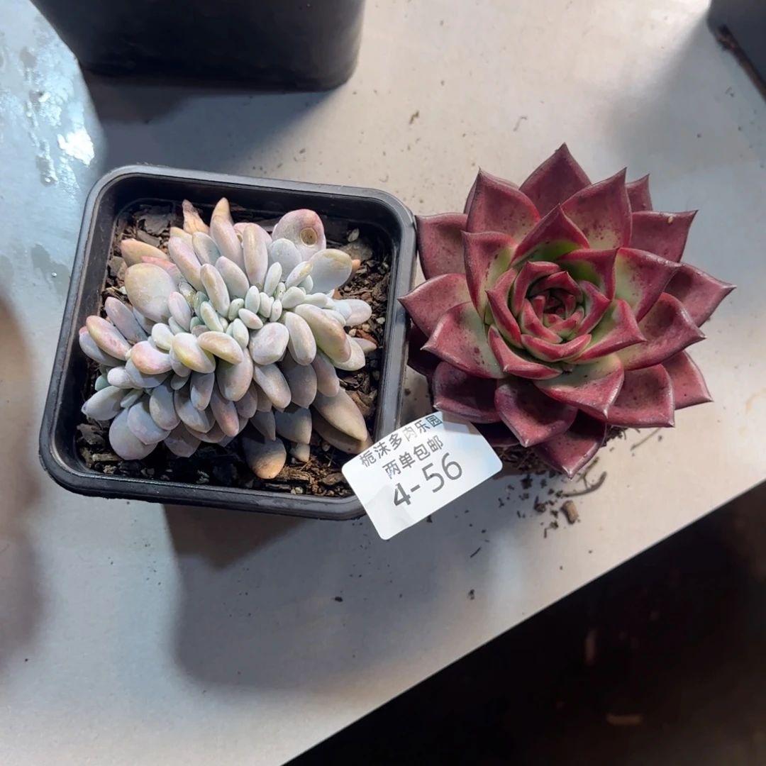 疯***）4-56粉兔缀多肉植物