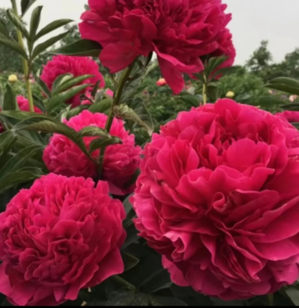 芍药堪萨斯花苗，基地直发先发肥料，秋天发苗