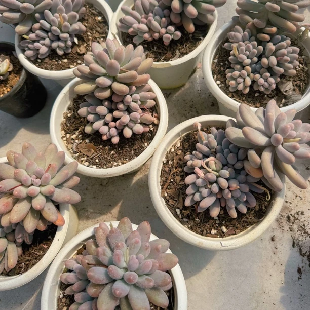 汤圆多肉群生多肉盆栽室内阳台多肉阳台种植