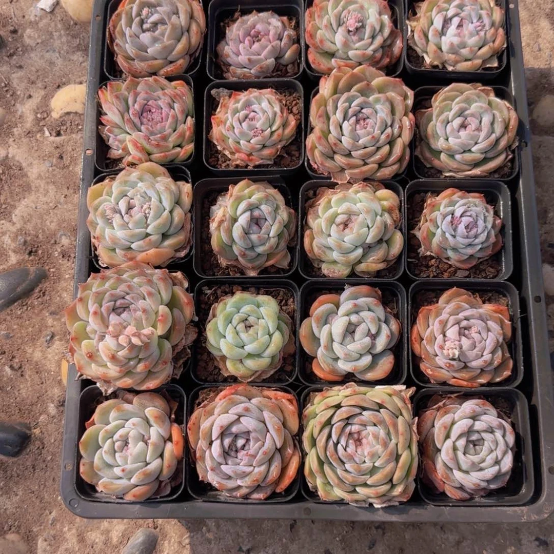 7方杯20颗优选量拍