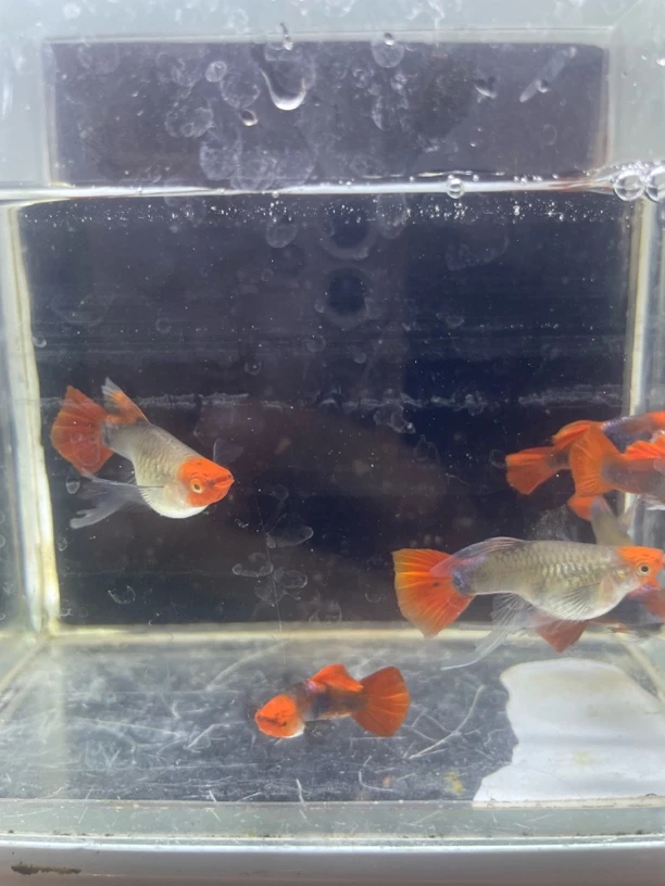 深海蓝球体孔雀鱼