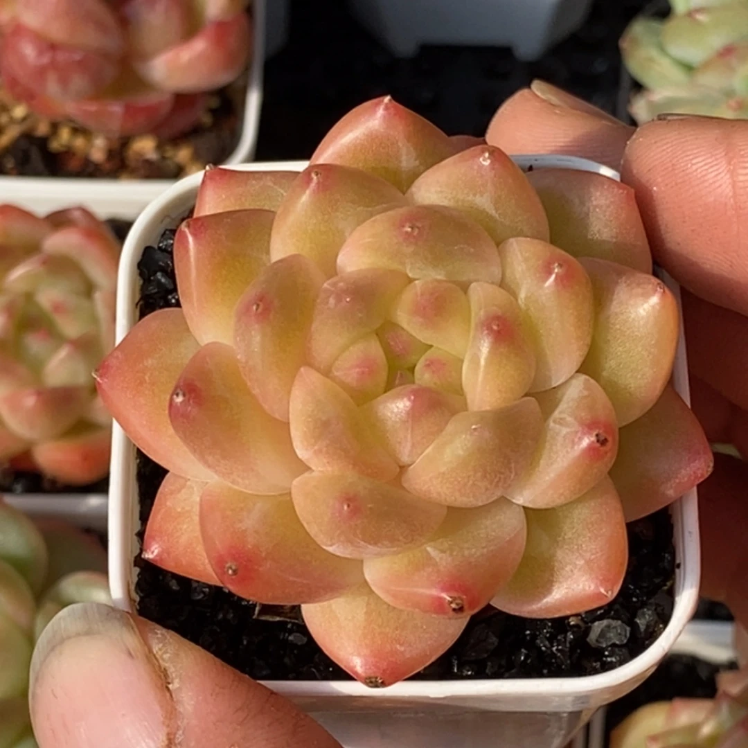 天官赐福百无禁忌