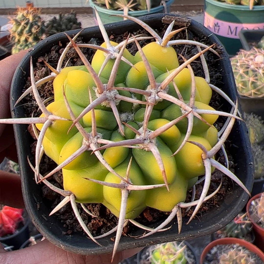 【闪购商品】实生仙人球