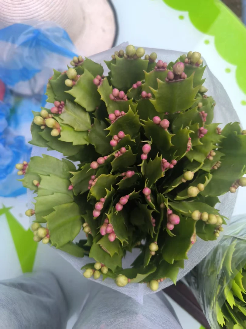 多色重瓣蟹爪兰带花苞大苗盆栽四季开花好养耐活室内花卉