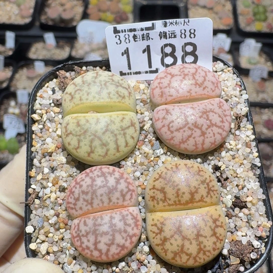 zzzz精品生石花肉锥1188
