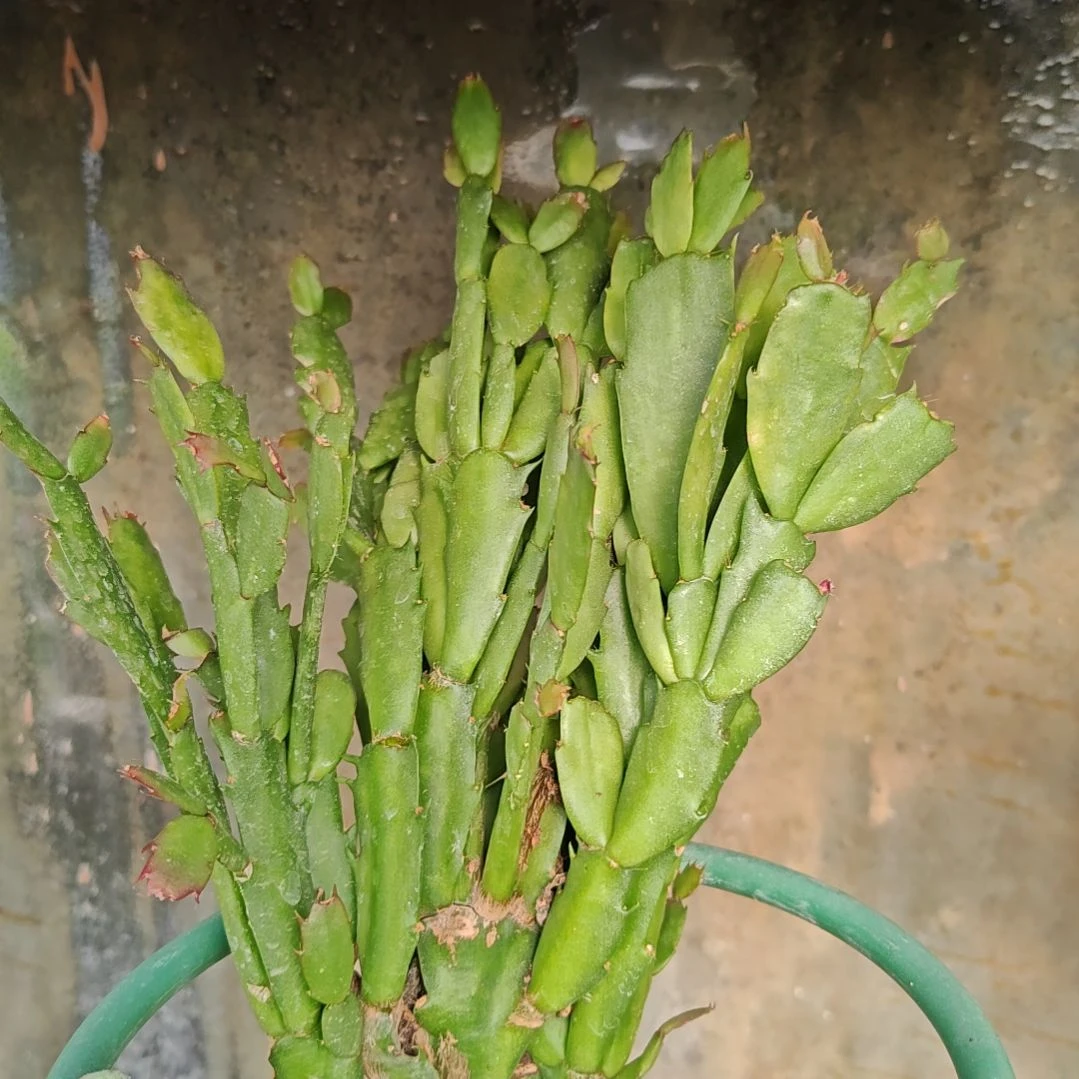 国***安桑吉塔脱土脱盆易掉芽苞259