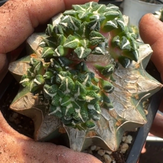 【闪购商品】无花朵群头象足黑757
