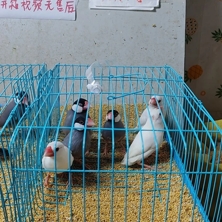 平***仔文鸟特价文鸟断尾少毛爪子有瑕疵六只不包公母