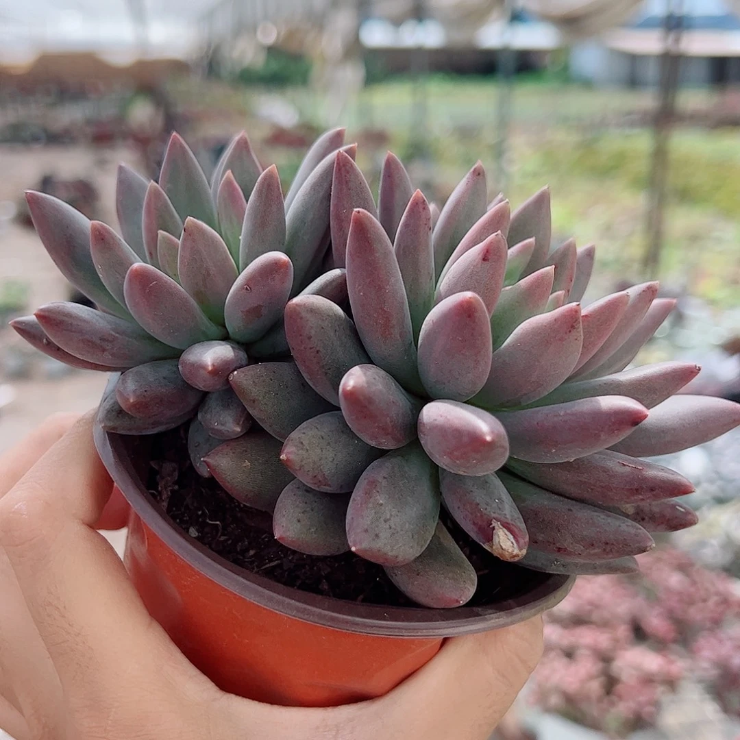 红蜻蜓双头起发精品