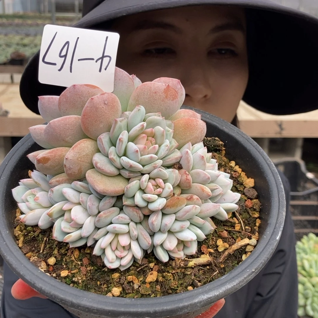 4-167 一物一拍直播间为准