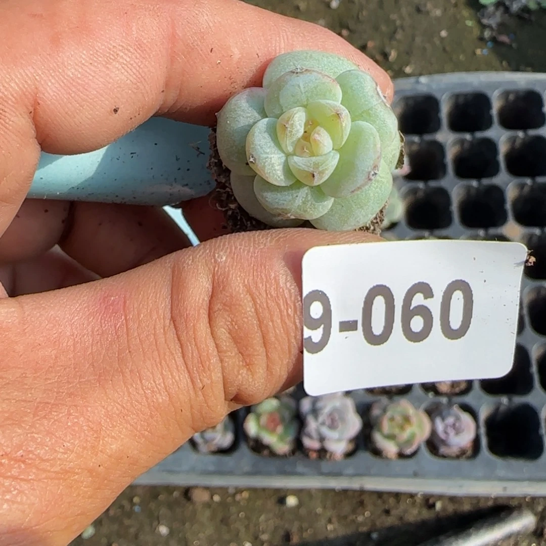 小卡拉米糖心一物一拍