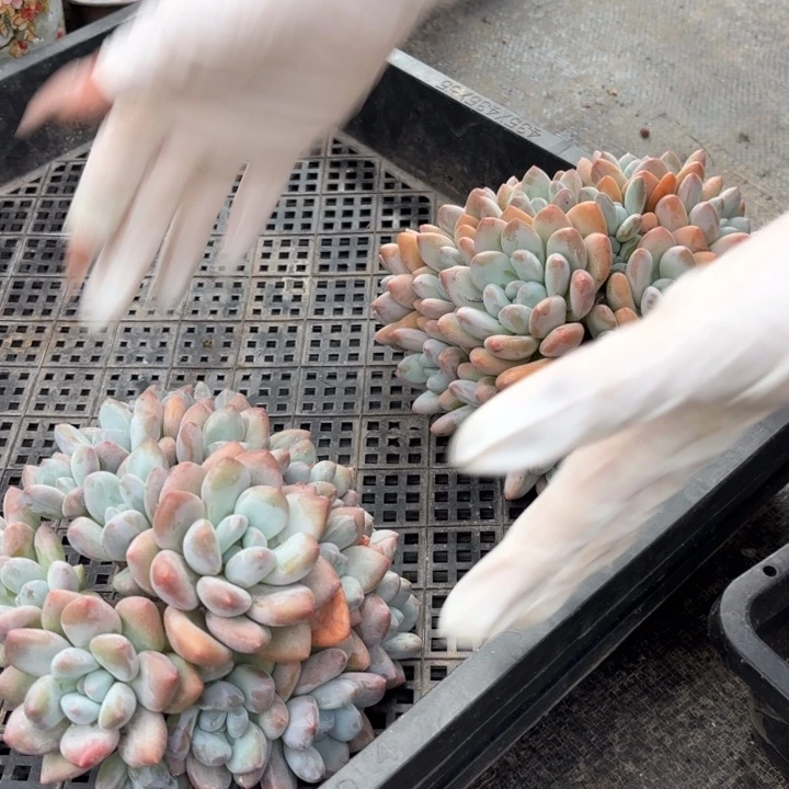 畅***宝046售后范围签收起7天内