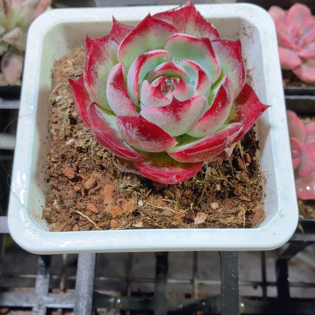 大盆惊鸿仙子多肉9.9包邮发货
