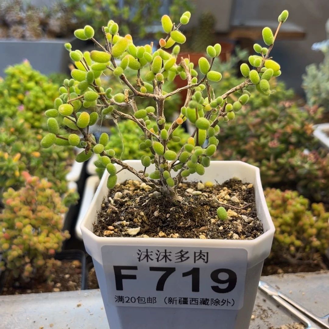 糖球 719。