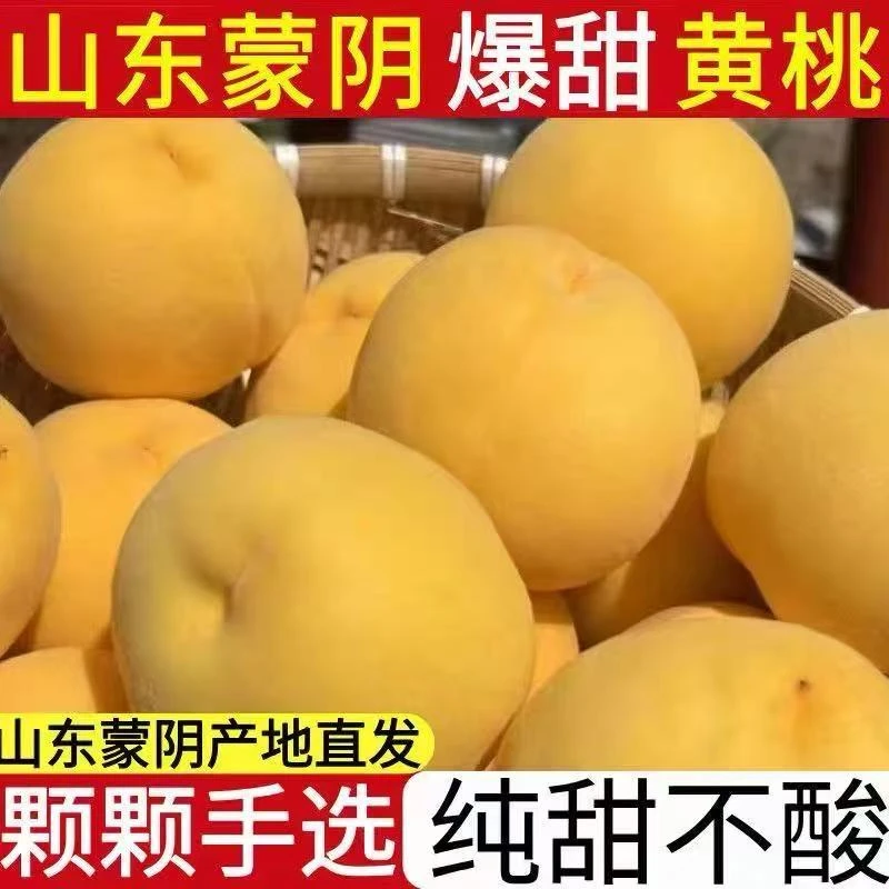 山东蒙阴新鲜应季蜜桃黄皮黄肉脆甜多汁时令鲜桃