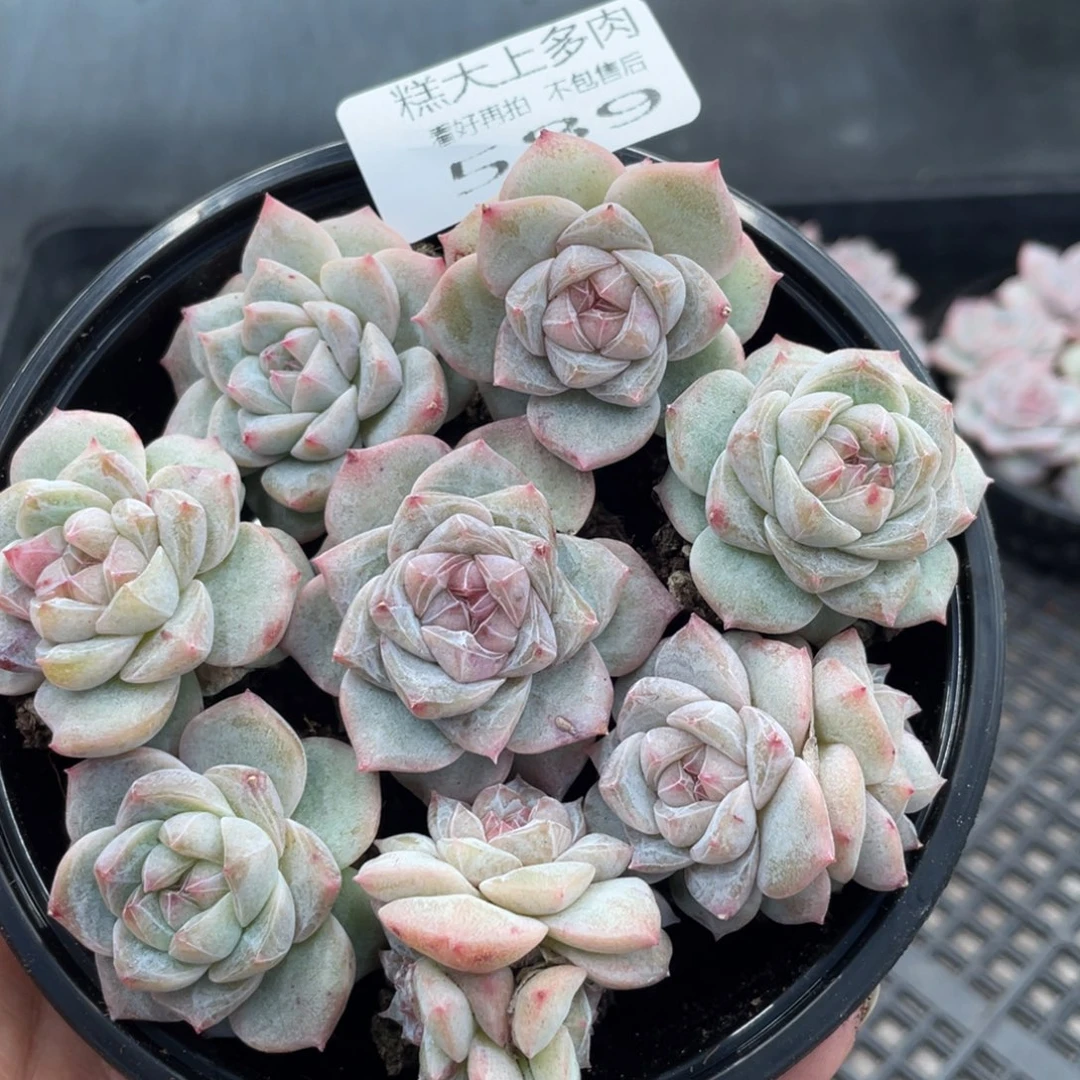 糕大上多肉植物589