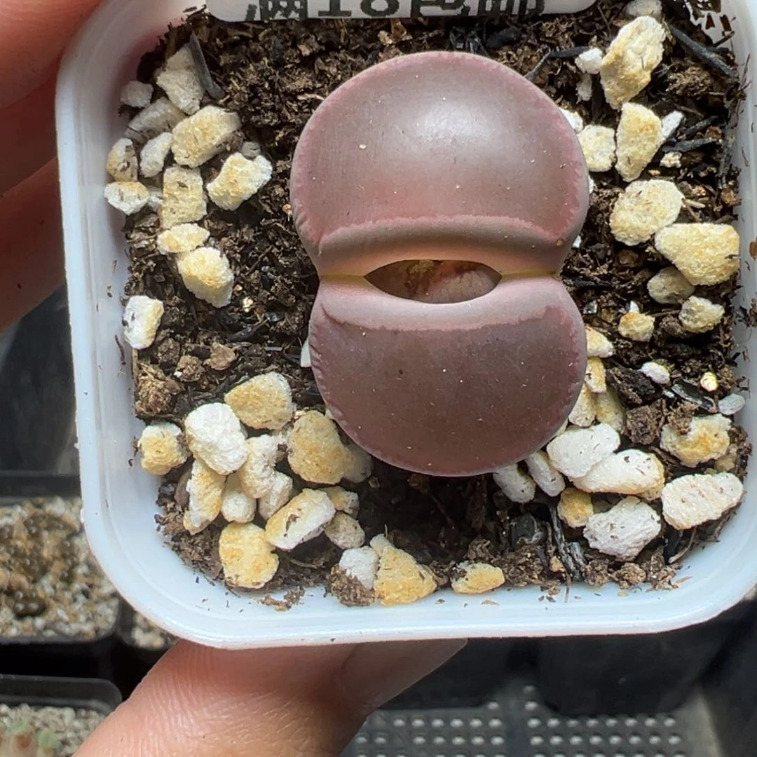 【闪购商品】090……