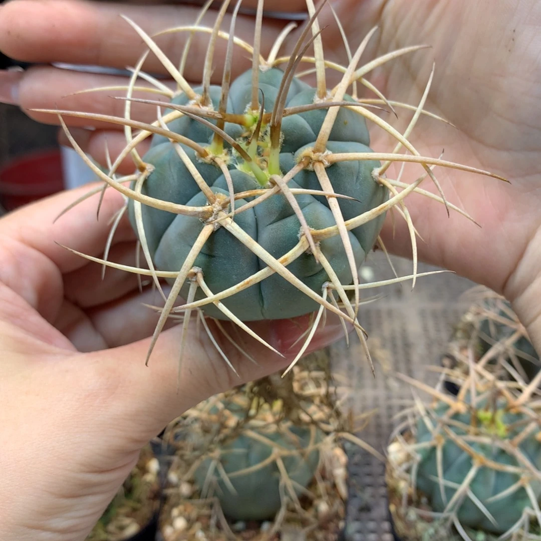 实生 强刺 光林玉 盆口径 7公分