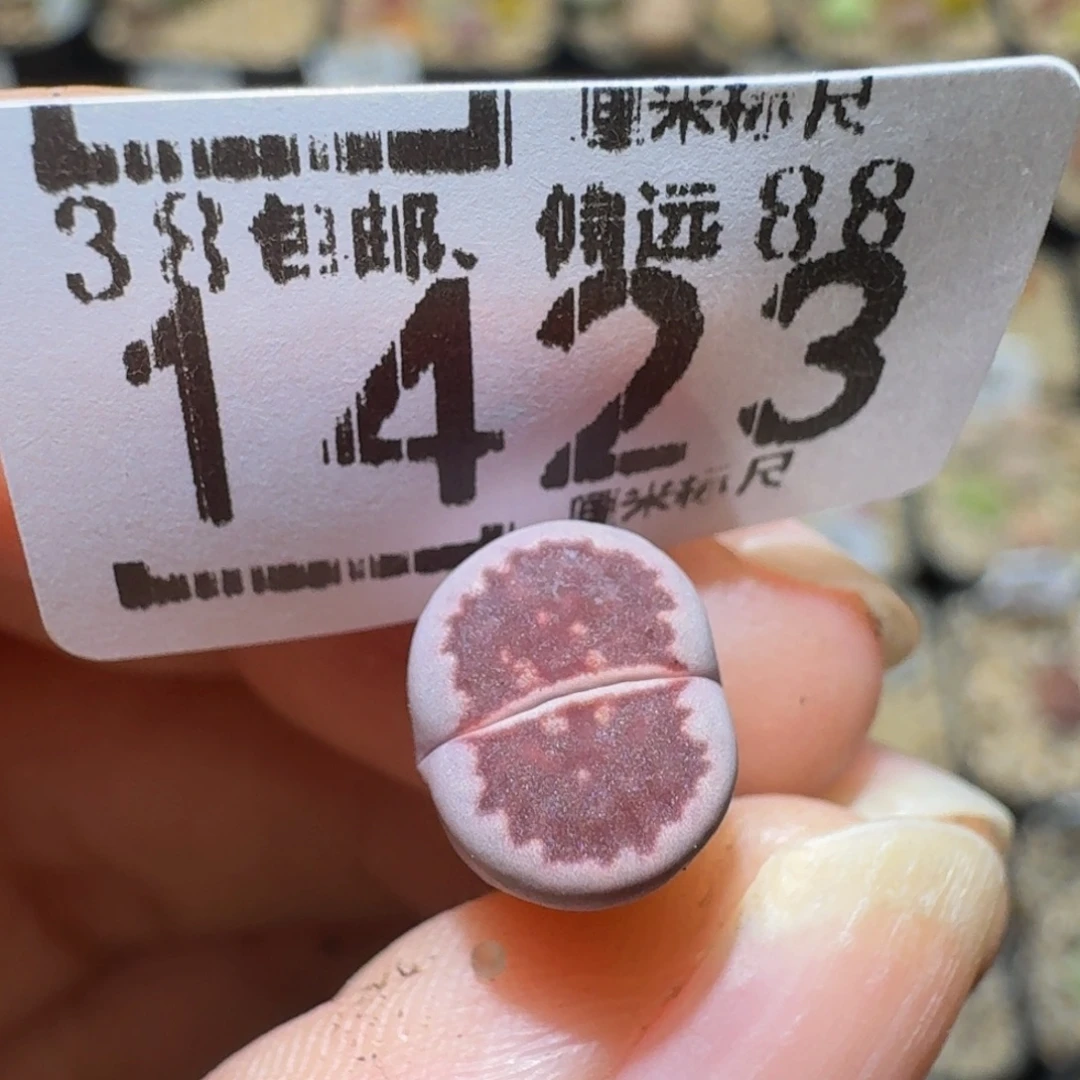 a***aSsss精品生石花1423