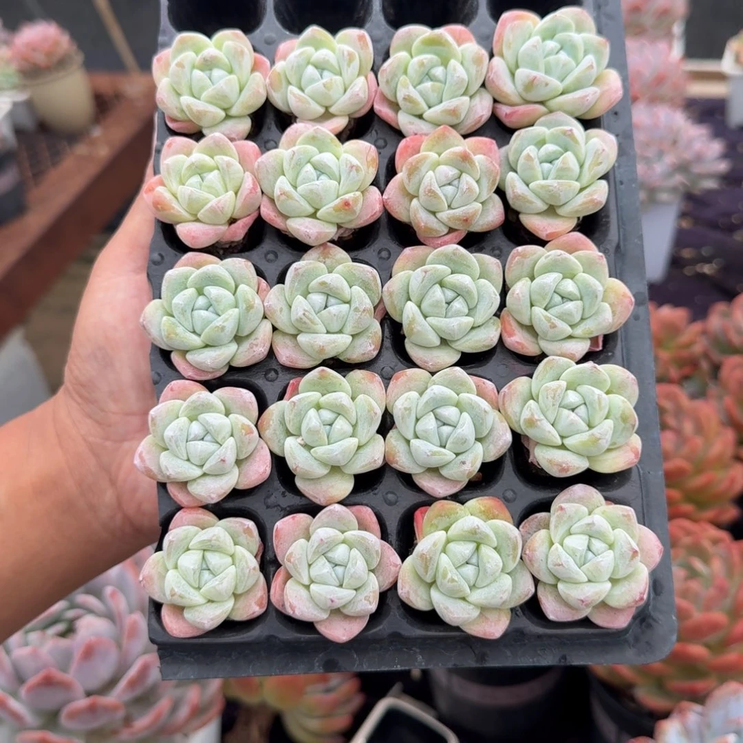 赠***深精美小冰玉,专拍链接。